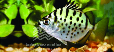 Selenotoca Multifasciata